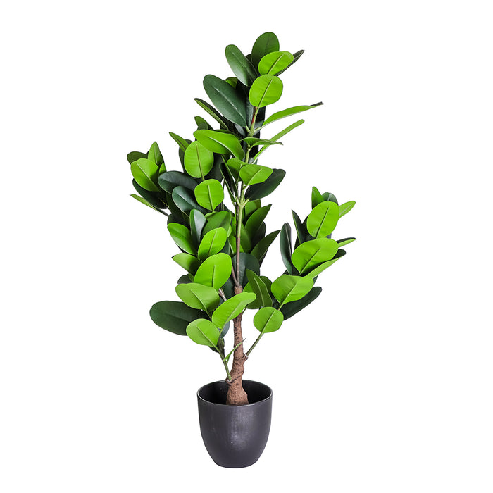 AL0033 Arbusto Garcinia en Maceta 90 cm .