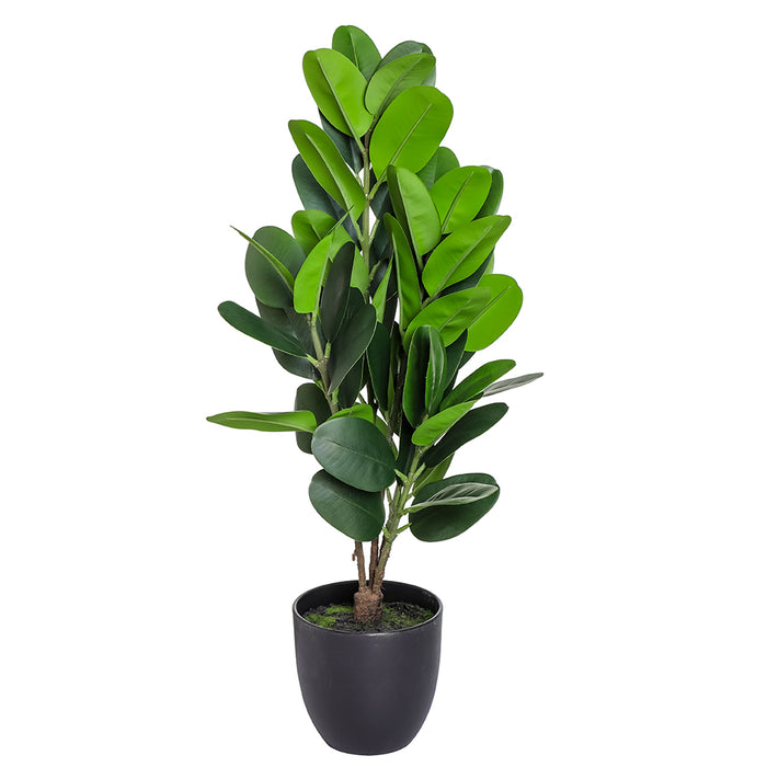 AL0034 Arbusto Garcinia en Maceta 65 cm.