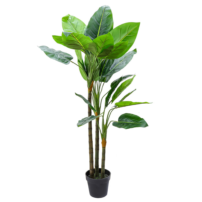 AL0051 Planta Aureum 140 Cm.