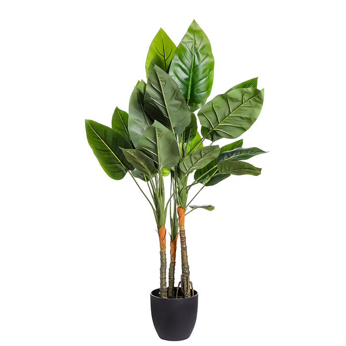 AL0053 Planta Aureum en Maceta 120 cm.