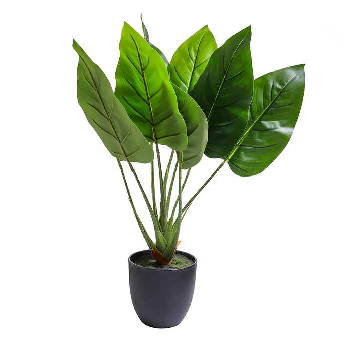 AL0057 Planta Aureum en Maceta 65 cm.
