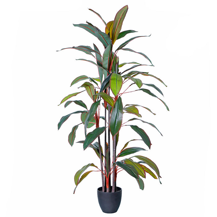AL0152 Arbol Dracaena Roja en Maceta 145 cm.