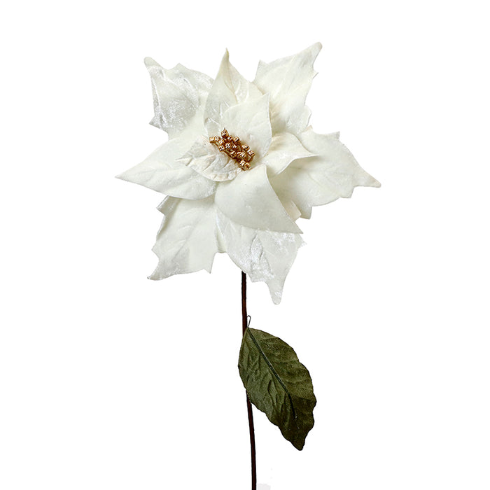 XH70CM Nochebuena Terciopelo Crema Mediana 30(D)X61(A) Cm.