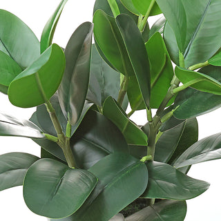 AL50019 Arreglo Garcinia con Maceta de Plástico Blanca 36cm.