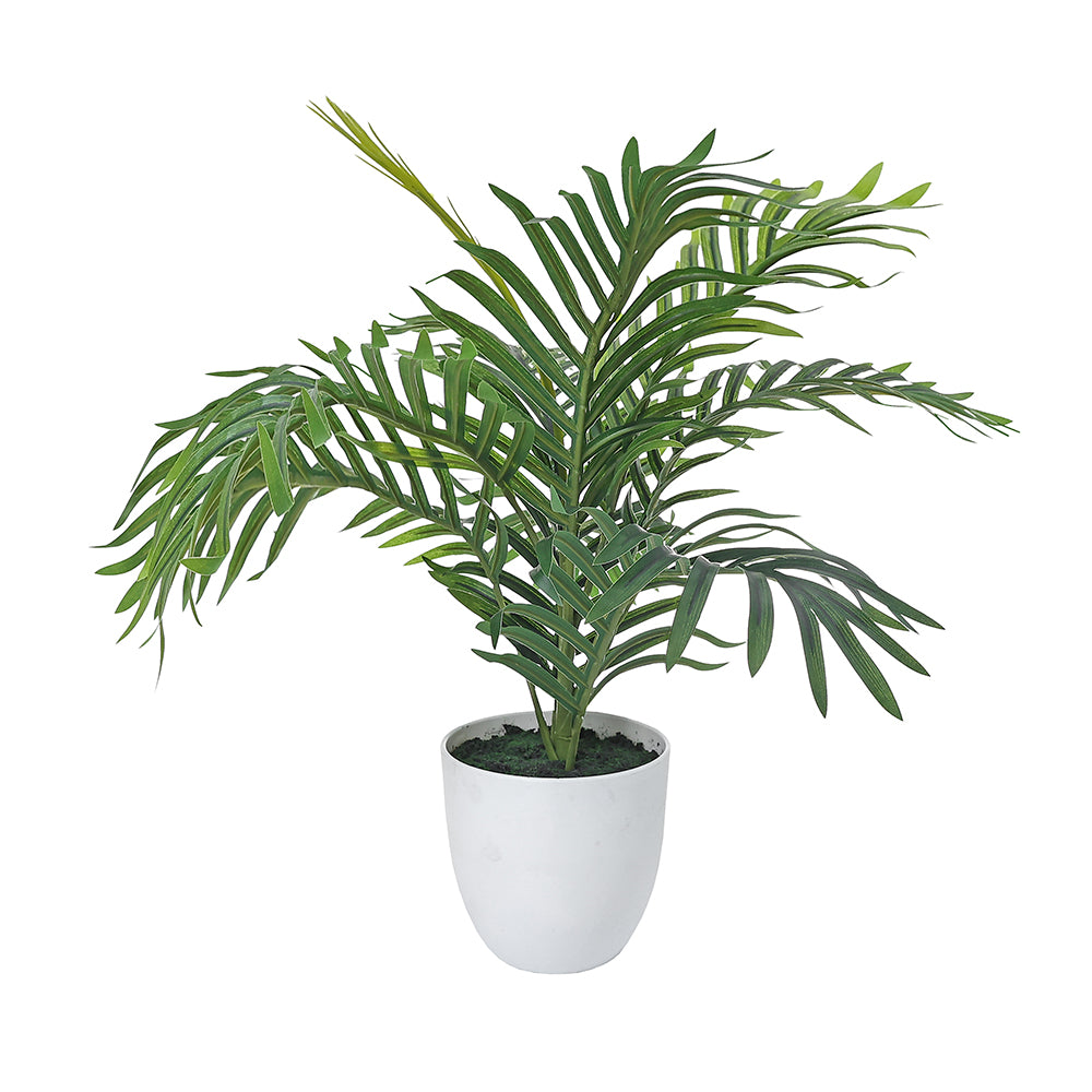 palma blanca planta AL50089 Palma Areca Mini con Maceta de Plástico Blanca 50cm. – Chelsea Loft