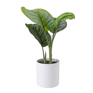 AL50507 Arbusto Calathea Chica con Maceta de Plástico Blanca 32cm.