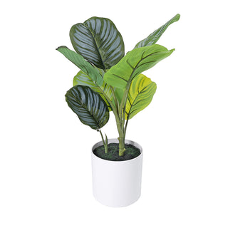 AL50509 Arbusto Calathea Grande con Maceta de Plástico Blanca 47cm.