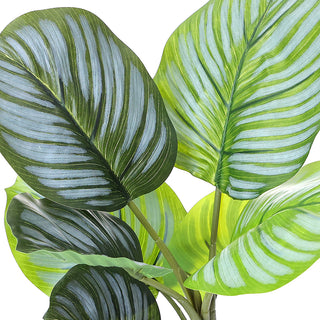 AL50509 Arbusto Calathea Grande con Maceta de Plástico Blanca 47cm.