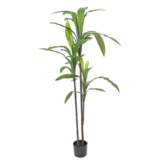 AL50627 Árbol Dracaena con Maceta de Plástico Negra 150cm.