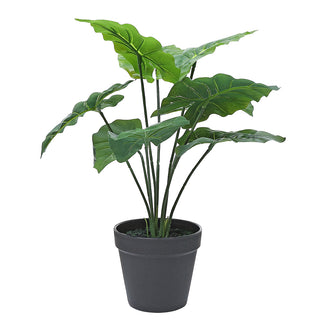 AL53426 Arbusto Caladium Chico con Maceta de Plástico Negra 35cm.
