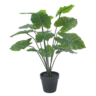 AL53428 Arbusto Caladium Grande con Maceta de Plástico Negra 50cm.