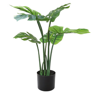 AL53435 Árbol Monstera Chico con Maceta de Plástico Negra 75cm.