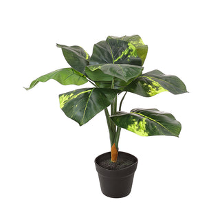 AL53449 Árbol Diefembaquia Chico con Maceta de Plástico Negra 65cm.