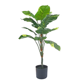 AL53451 Árbol Diefembaquia Mediano con Maceta de Plástico Negra 95cm.