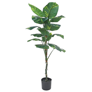 AL53452 Árbol Diefembaquia Grande con Maceta de Plástico Negra 130cm.