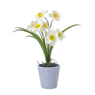 AL5350W Arreglo 12 Flores Narciso Blanco con Maceta de Plástico Gris 32cm.
