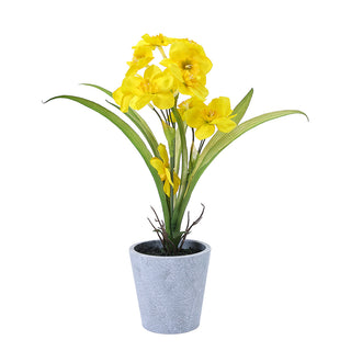 AL5350Y Arreglo 12 Flores Narciso Amarillo con Maceta de Plástico Gris 32cm.