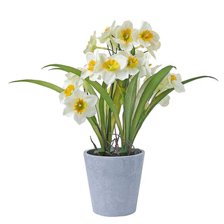 AL5351W Arreglo 24 Flores Narciso Blanco con Maceta de Plástico Gris 34cm.