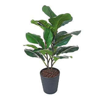 AL53605 Árbol de Higuera con Maceta de Plástico Negra 55cm.