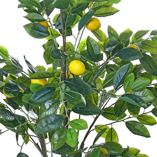 AL54028 Árbol de Lima Mediano con Maceta de Plástico Negra 122cm.
