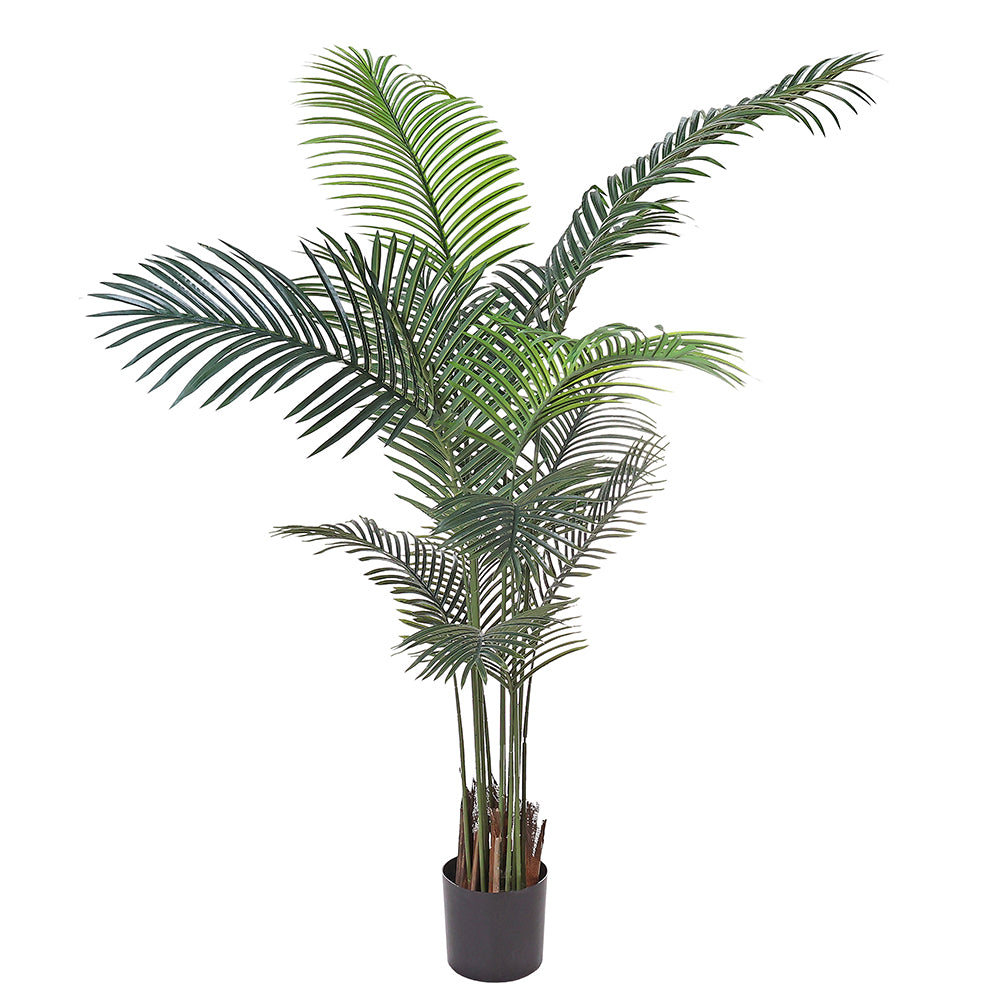 areca de palma AL54041 Palma Areca Grande con Maceta de Plástico Negra 183cm. – Chelsea  Loft