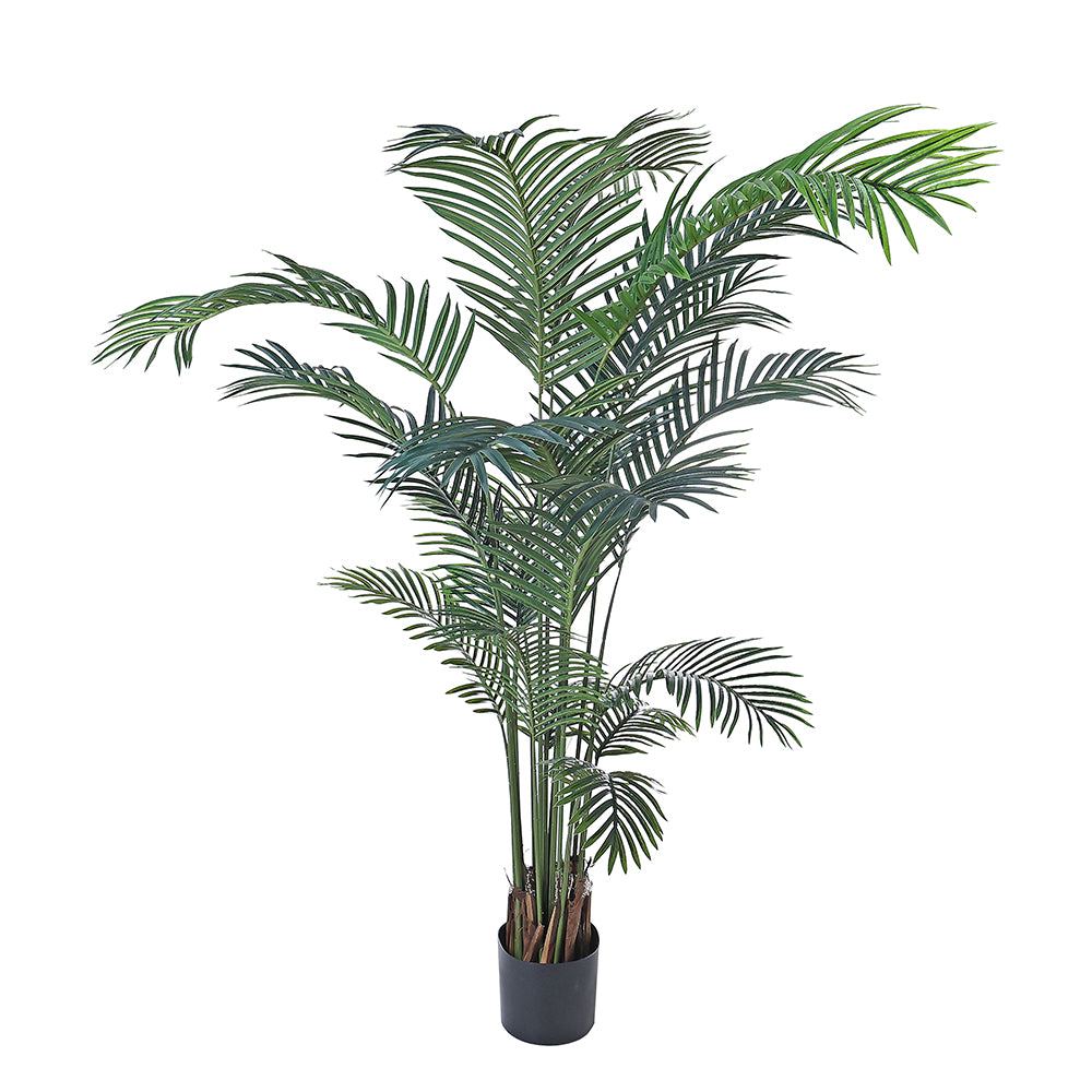 precio de palma areca AL54042 Palma Areca Extra Grande con Maceta de Plástico Negra 210cm. –  Chelsea Loft