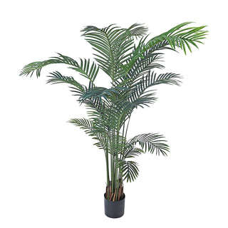 AL54042 Palma Areca Extra Grande con Maceta de Plástico Negra 210cm.