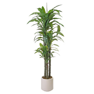 AL54052 Árbol Dracaena con Maceta de Plástico Beige 192cm.