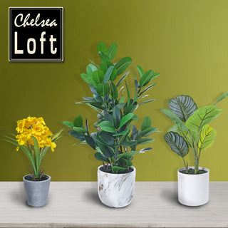 AL50509 Arbusto Calathea Grande con Maceta de Plástico Blanca 47cm.