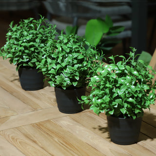 YD38 Maceta Arreglo Mini Ficus 24 Cm.