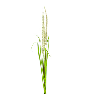 GT1008W  Zacate Carrizo Blanco 121cm.