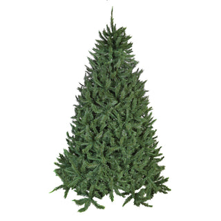 TT130 Pino Norwich Spruce 274 Cm.C/1792 Puntas 195 (D) Cm.