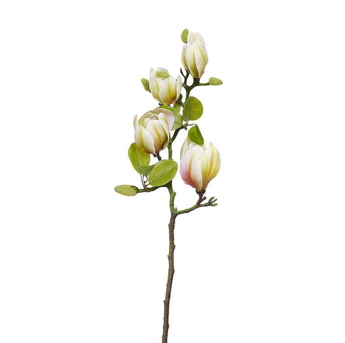 YD06M Rama Magnolia Brote Nuevo