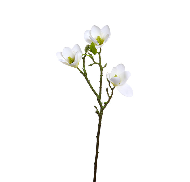 YD08B Rama Magnolia Blanca Chica