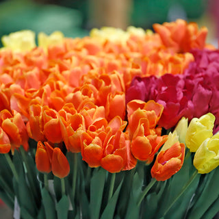 YD33M Ramo Tulipanes Mandarina Realtouch