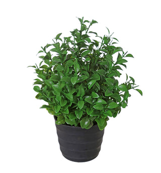 YD38 Maceta Arreglo Mini Ficus 24 Cm.