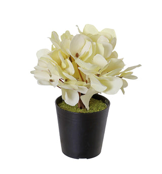 YD40CR Maceta Mini Hortencia Crema 14 Cm.