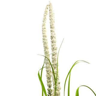 GT1008W  Zacate Carrizo Blanco 121cm.